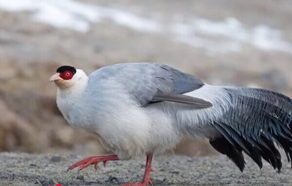 Meet the Most Beautiful Birds