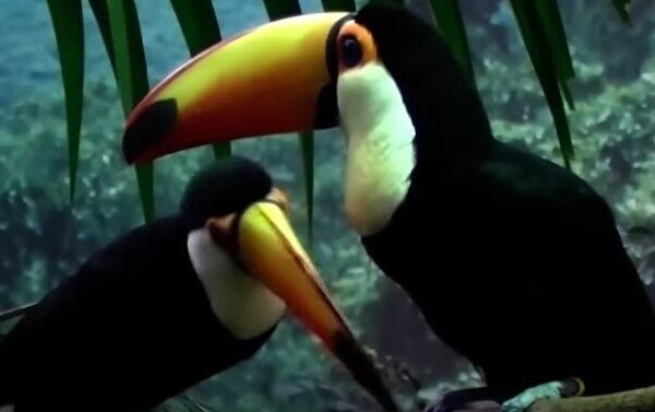 story of amazing best birds of world