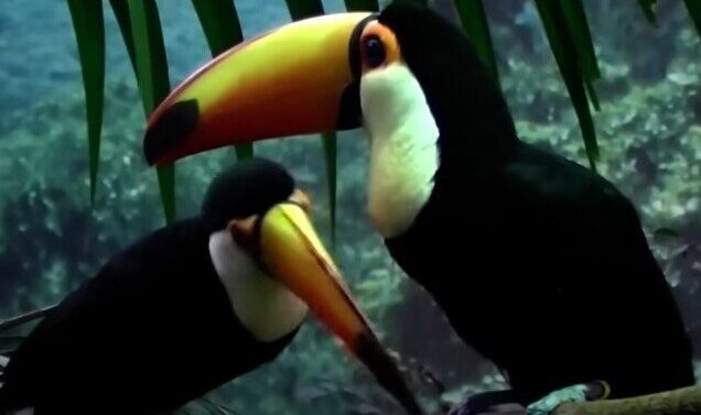 story of amazing best birds of world