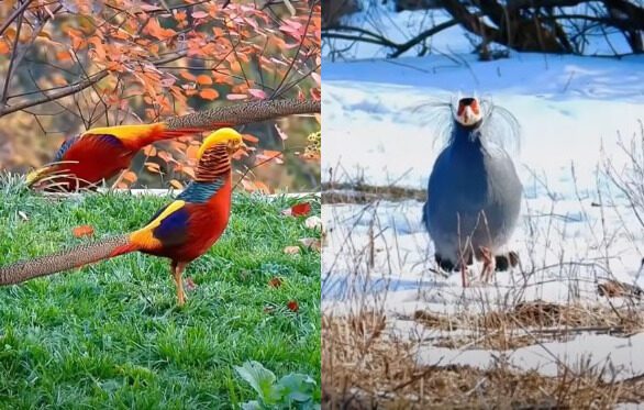 golden phesant and blueeared china bird