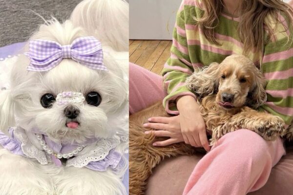 How to Pick Perfect Puppy And Best Breed ?