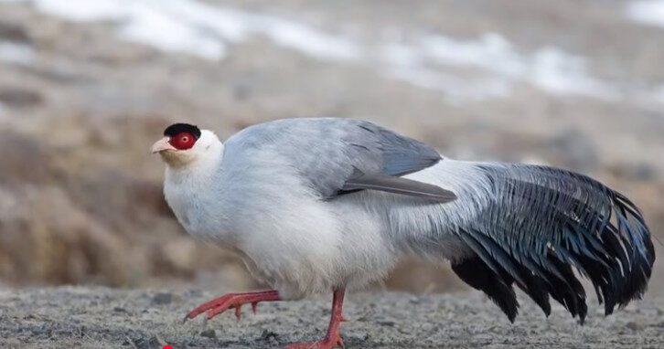 Meet the Most Beautiful Birds